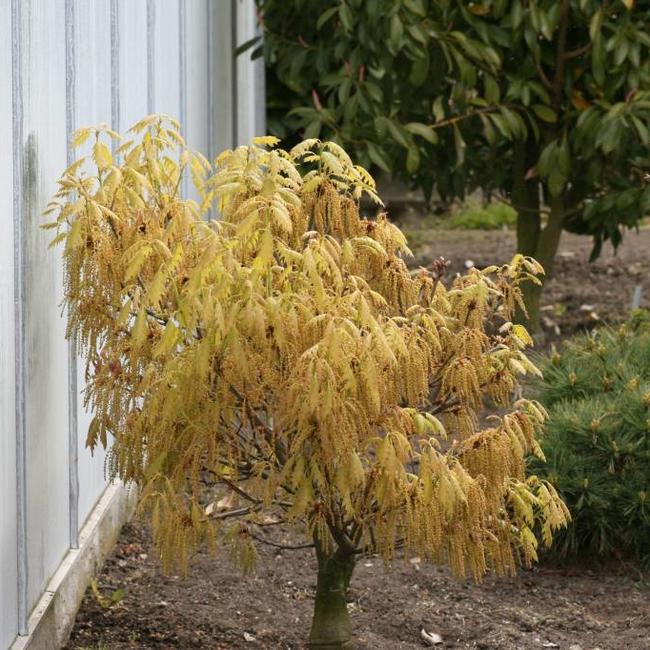 Quercus rubra 'Haaren'