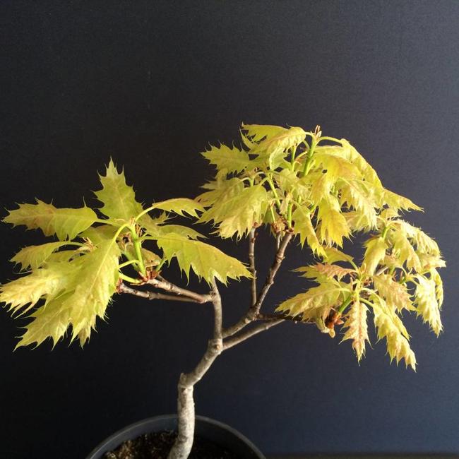 Quercus rubra 'Haaren'