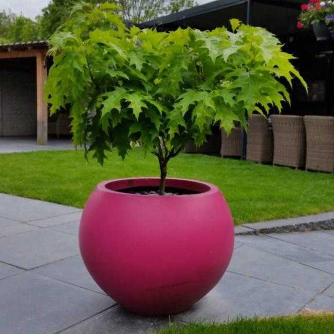 Quercus rubra 'Haaren'