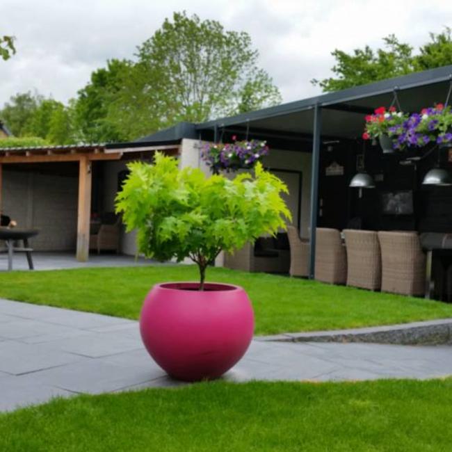 Quercus rubra 'Haaren'