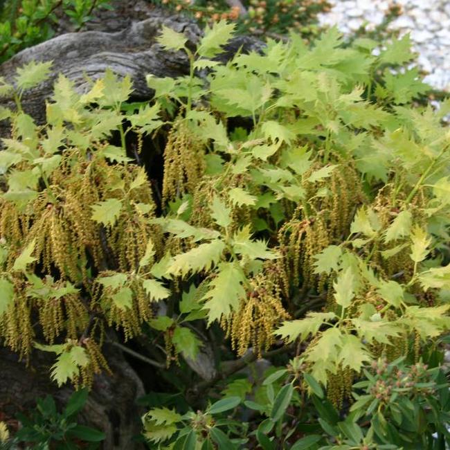 Quercus rubra 'Haaren'