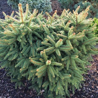 Picea abies 'Decak'