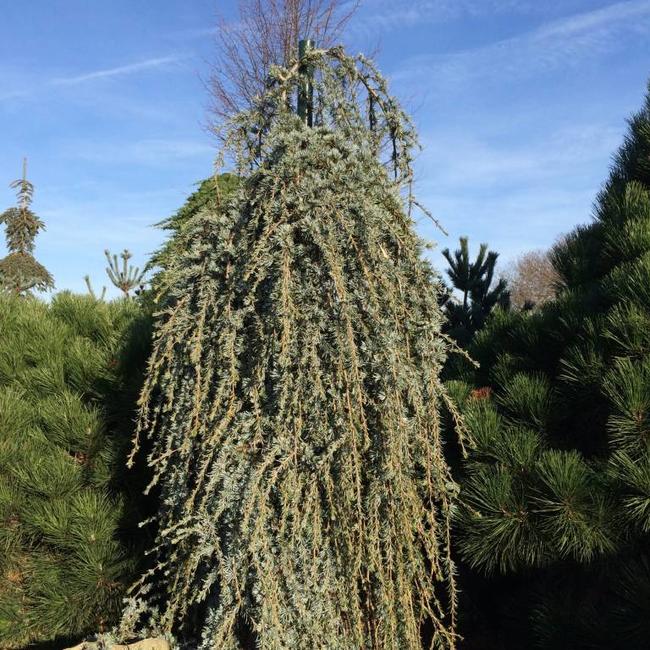 Cedrus libani 'Blue Fountain'
