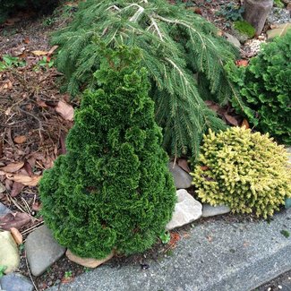 Chamaecyparis obtusa 'Fantasy'