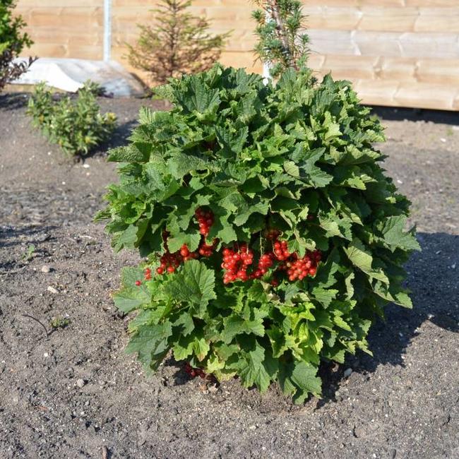 Ribes rubra 'Jenssen's Zwerg'