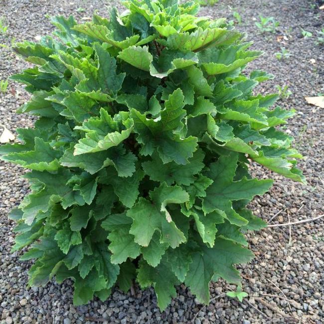 Ribes rubra 'Jenssen's Zwerg'