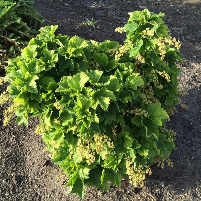 Ribes rubra 'Jenssen's Zwerg'