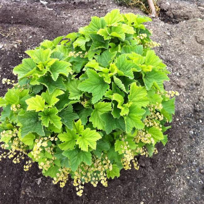 Ribes rubra 'Jenssen's Zwerg'