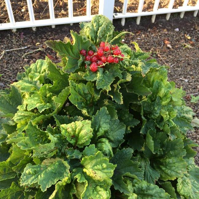 Ribes rubra 'Jenssen's Zwerg'