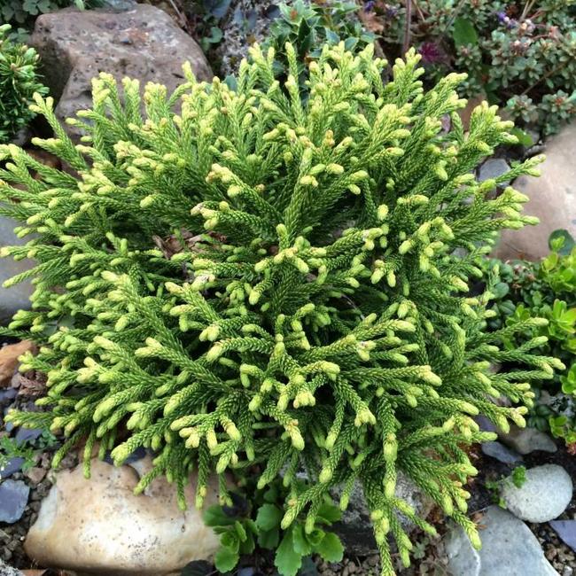Cryptomeria japonica 'Little Sonja'