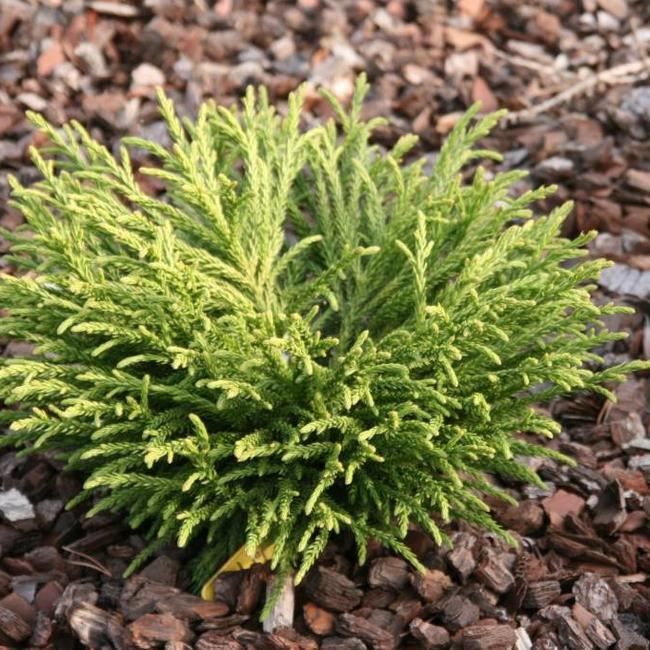 Cryptomeria japonica 'Little Sonja'