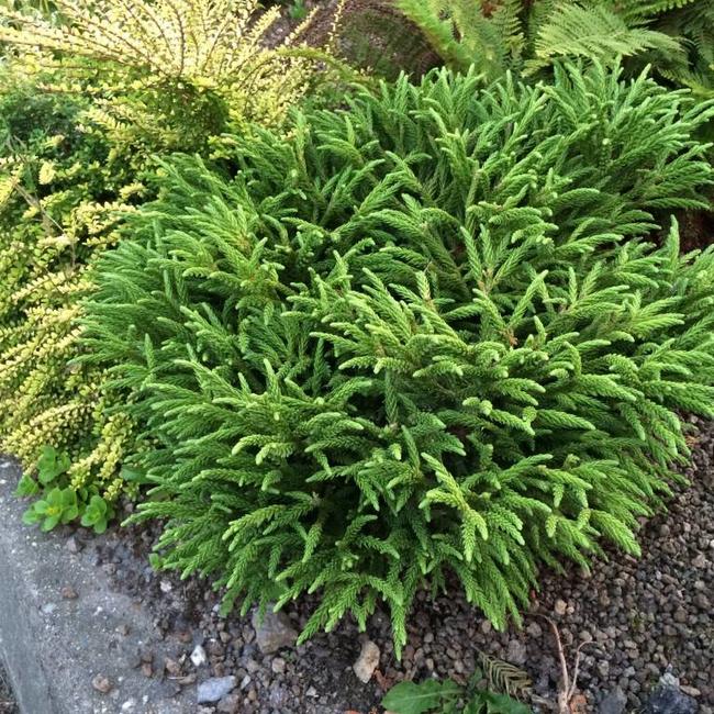 Cryptomeria japonica 'Little Sonja'