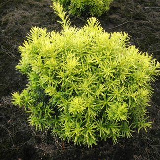 Taxus baccata 'Dwarf Bright Gold'