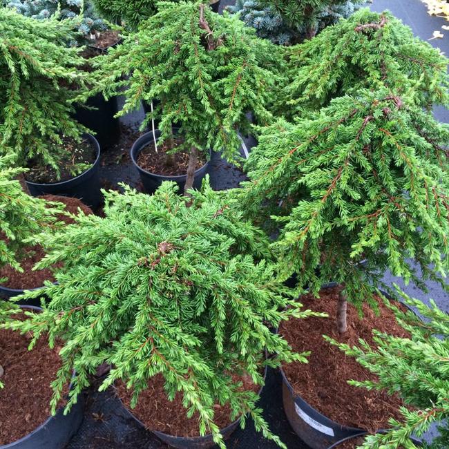 Juniperus communis 'Green Mantle'
