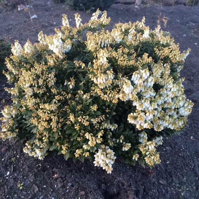 Pieris japonica 'Viking' PBR