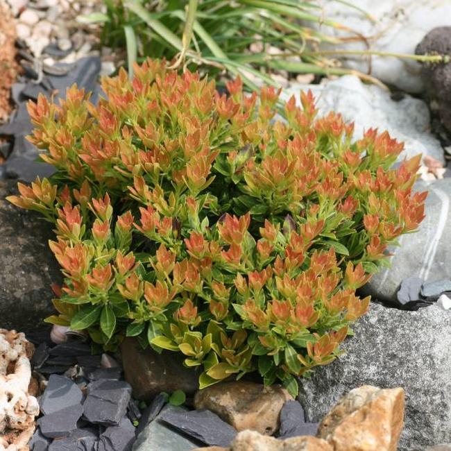 Pieris japonica 'Viking' PBR