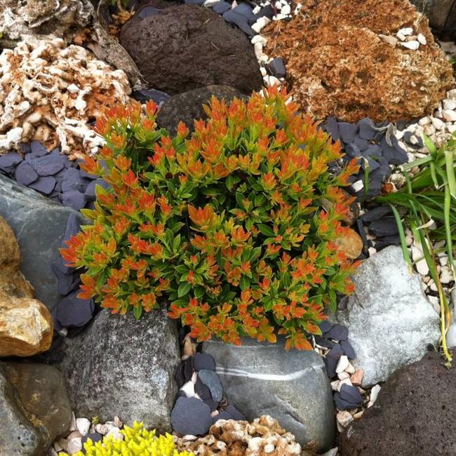 Pieris japonica 'Viking' PBR