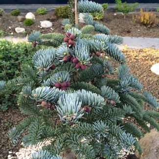 Abies procera 'Glauca Prostrata'