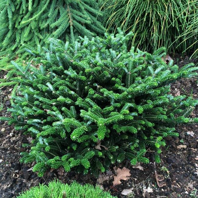Abies koreana 'Oberon'