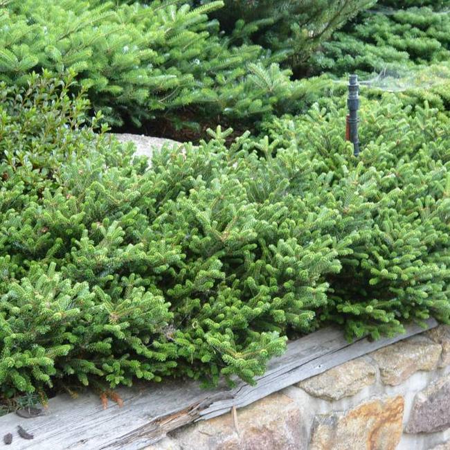 Abies koreana 'Oberon'