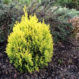 Thuja orientalis 'Golden Pygmy'