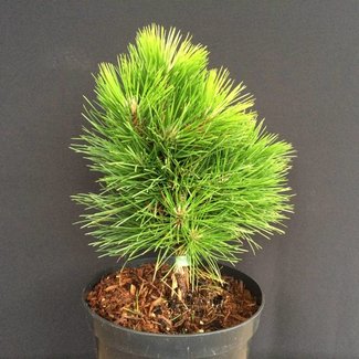 Pinus tabuleaformis 'Shenyang'