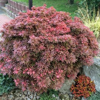 Acer palmatum 'Shaina'