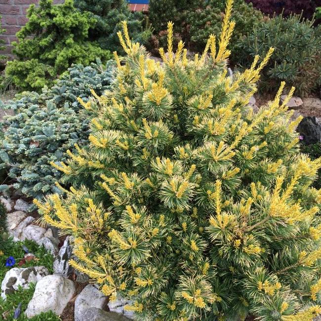 Pinus parviflora 'Goldilocks'