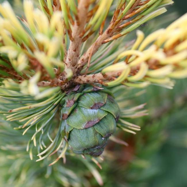 Pinus parviflora 'Goldilocks'