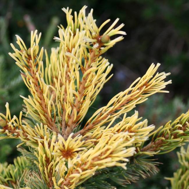 Pinus parviflora 'Goldilocks'