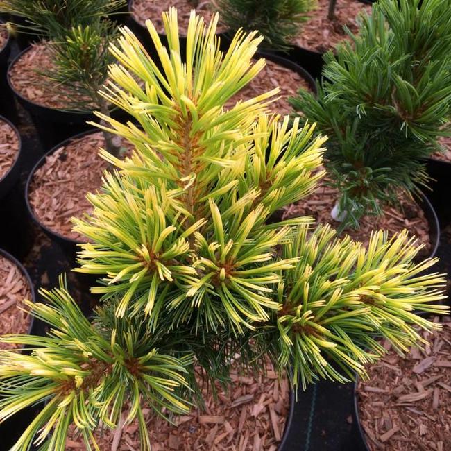 Pinus parviflora 'Goldilocks'
