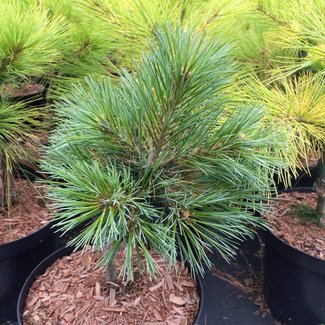 Pinus strobus 'Kruger's Lilliput'