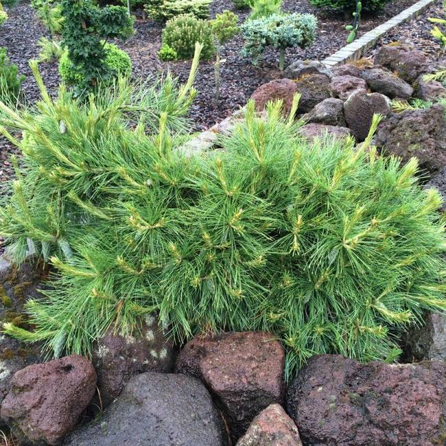 Pinus strobus 'Niagara Fall's