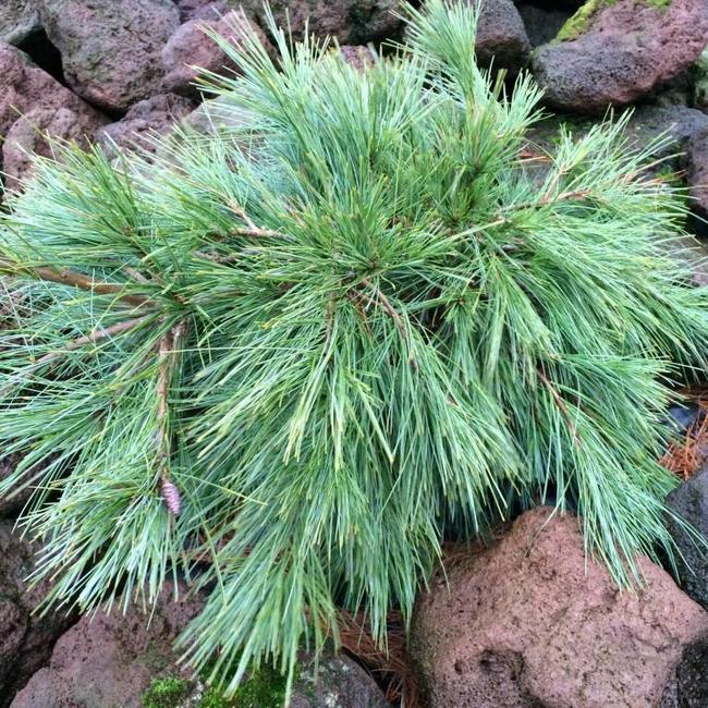 Pinus strobus 'Niagara Fall's