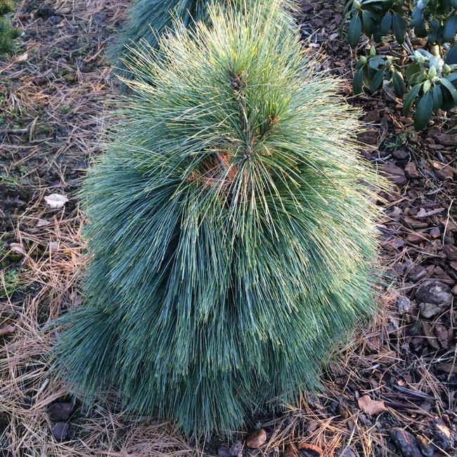 Pinus x schwerinii 'Wiethorst'