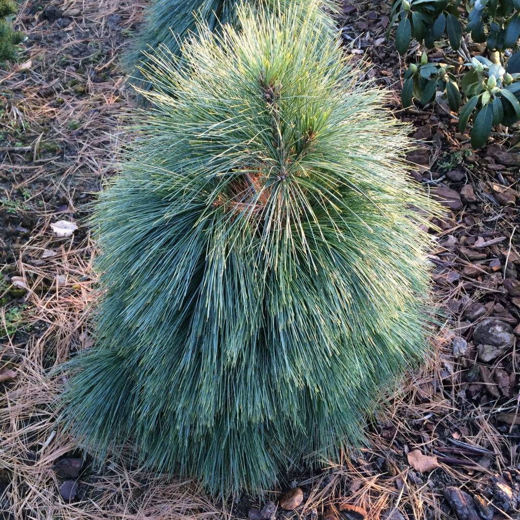 Pinus X Schwerinii Wiethorst Herman Geers pinus-x-schwerinii-wiethorst-herman-geers