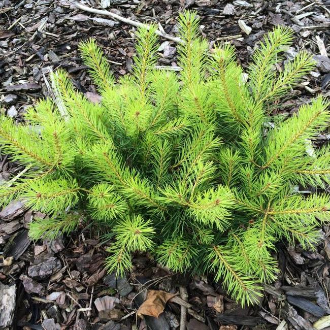 Pinus sylvestris 'Trollguld'