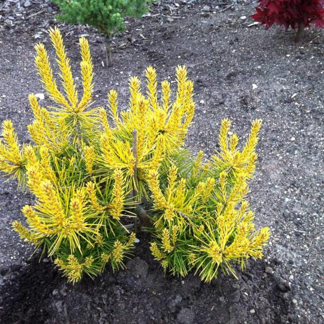 Pinus sylvestris 'Trollguld'