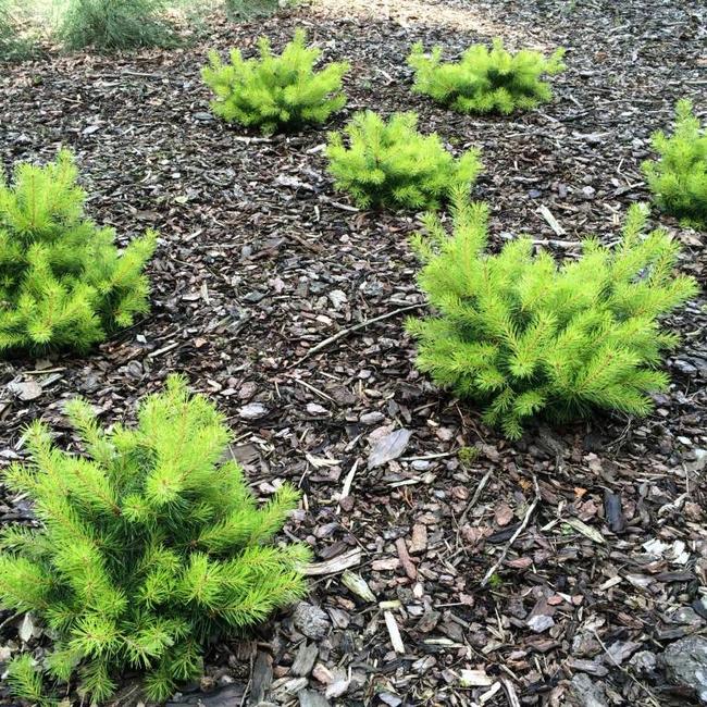 Pinus sylvestris 'Trollguld'