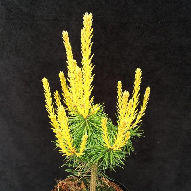 Pinus sylvestris 'Trollguld'