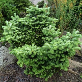 Abies veitchii 'Heddergott'