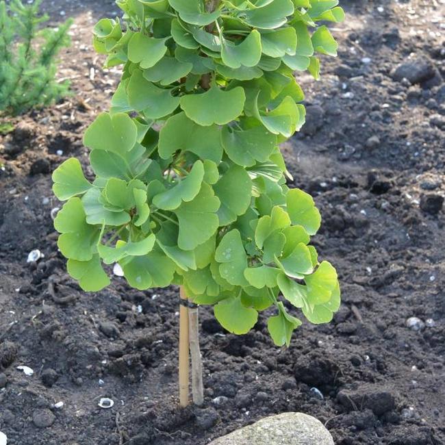 Ginkgo biloba 'Pine Glen Dwarf'