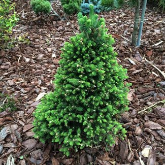 Picea pungens 'Xawery'