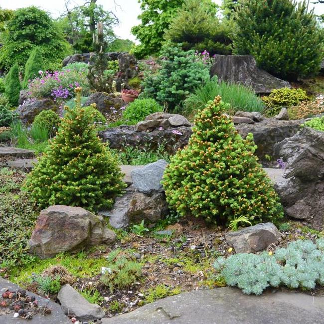 Picea pungens 'Xawery'