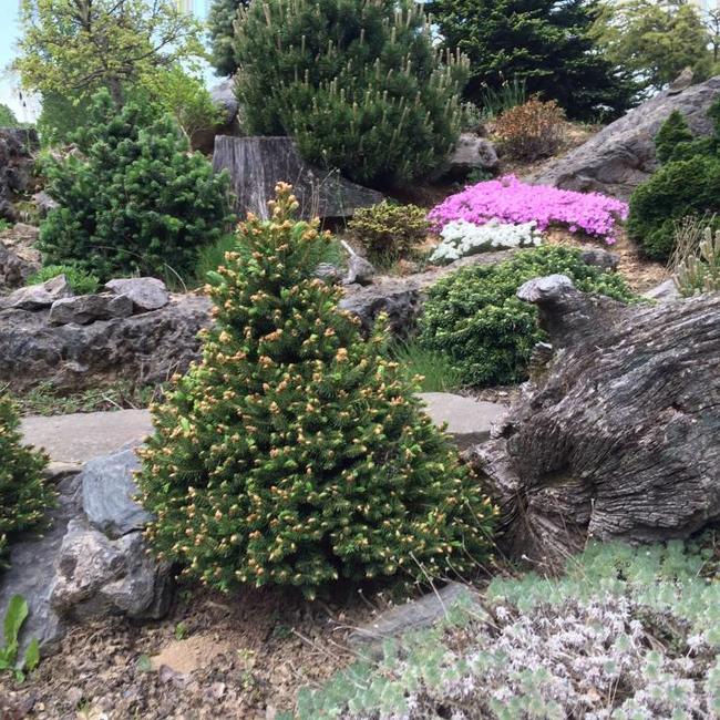 Picea pungens 'Xawery'