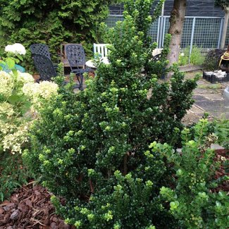 Ilex crenata 'Green Dragon'