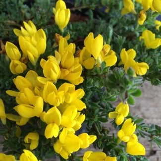 Cytisus decumbens