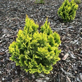 Chamaecyparis lawsoniana 'Minima Aurea'