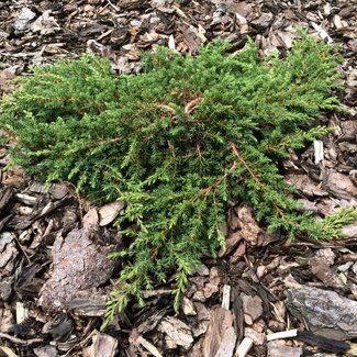 Juniperus communis 'Green Carpet'