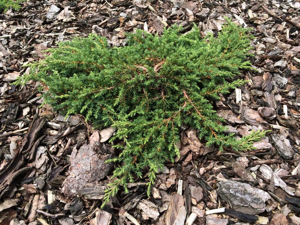 Juniperus communis 'Green Carpet' Herman Geers